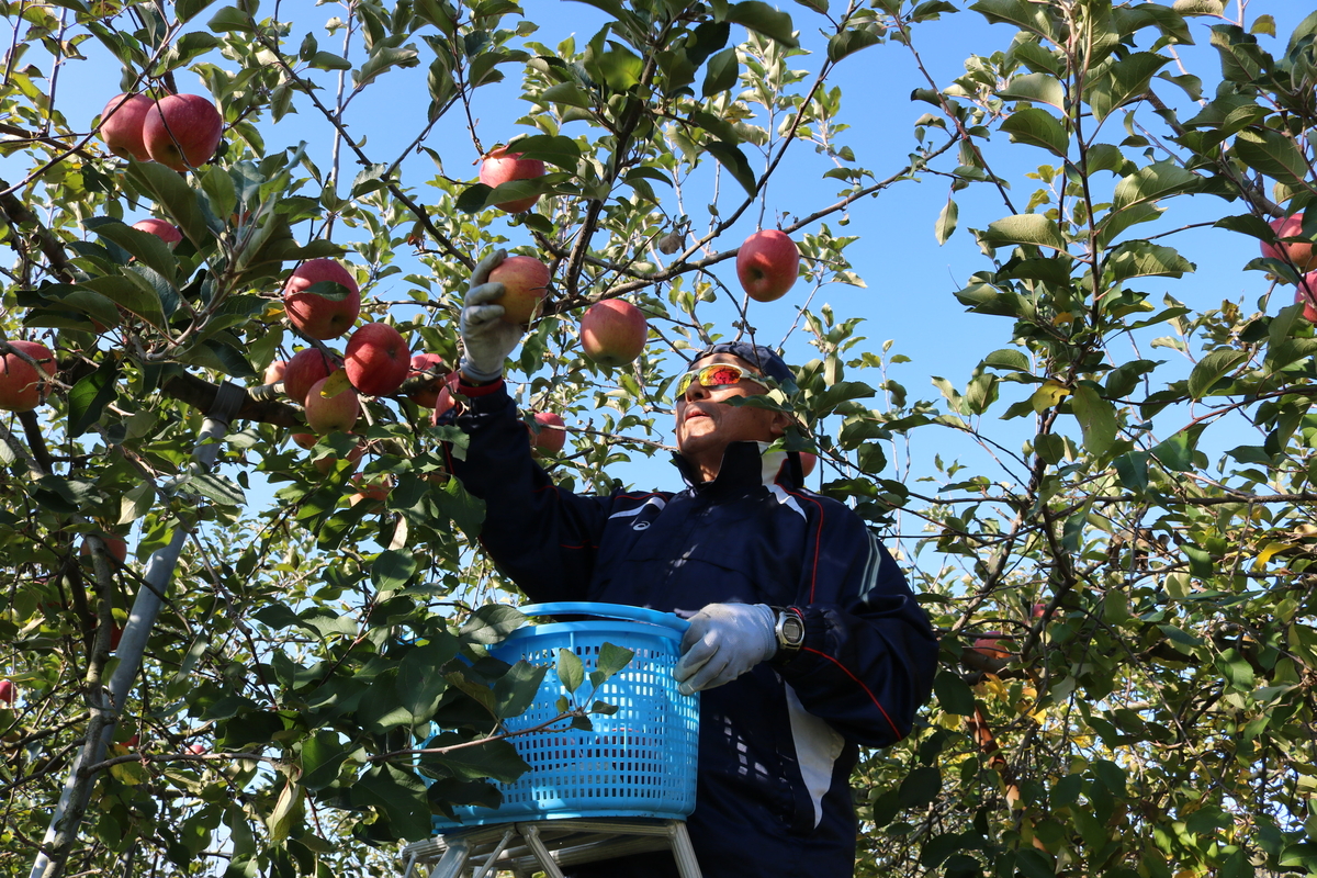 NX-8 いろどりりんごセット 約3kg | 王将果樹園